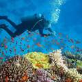 Whale Island in central Vietnam among best destinations for diving
