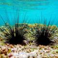 How to treat a sea urchin sting